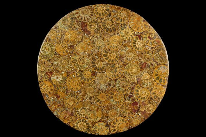 Composite Plate Of Agatized Ammonite Fossils #130579
